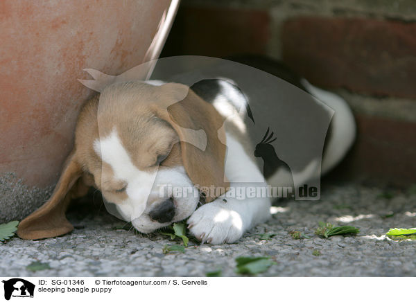 schlafender Beagle Welpe / sleeping beagle puppy / SG-01346