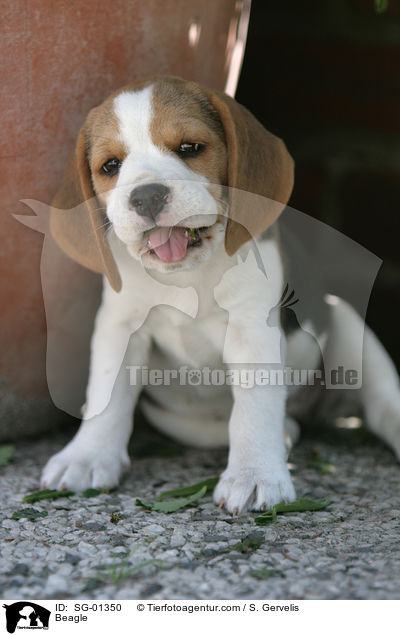 Beagle / Beagle / SG-01350