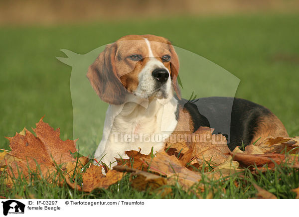 Beagle Hndin / female Beagle / IF-03297