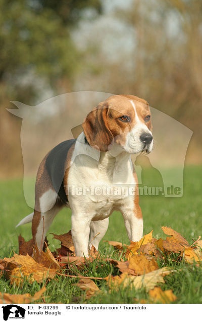 Beagle Hndin / female Beagle / IF-03299