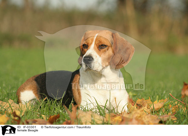 Beagle Hndin / female Beagle / IF-03301