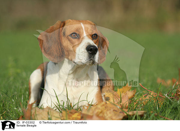 Beagle Hndin / female Beagle / IF-03302