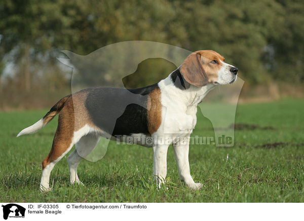 Beagle Hndin / female Beagle / IF-03305