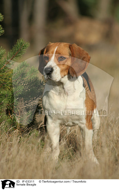 Beagle Hndin / female Beagle / IF-03311