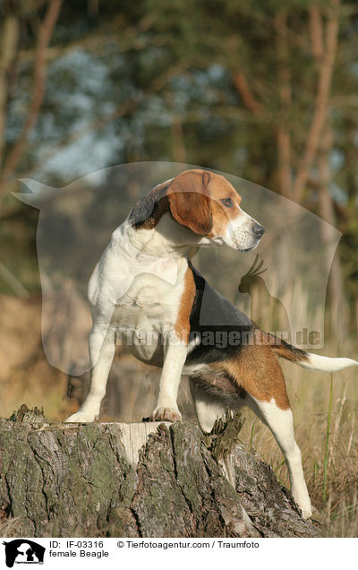 Beagle Hndin / female Beagle / IF-03316