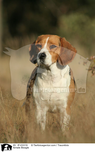 Beagle Hndin / female Beagle / IF-03319