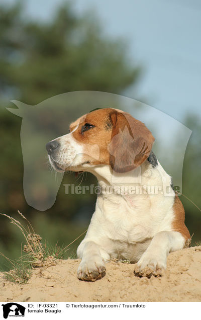 Beagle Hndin / female Beagle / IF-03321