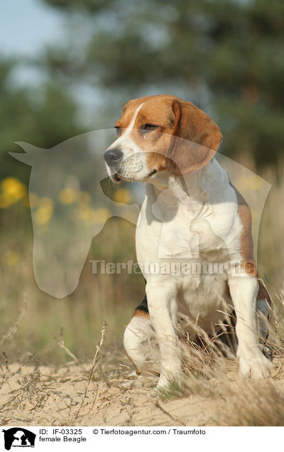 Beagle Hndin / female Beagle / IF-03325