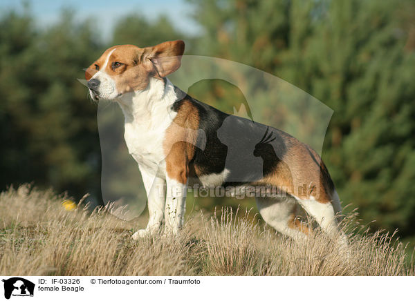 Beagle Hndin / female Beagle / IF-03326