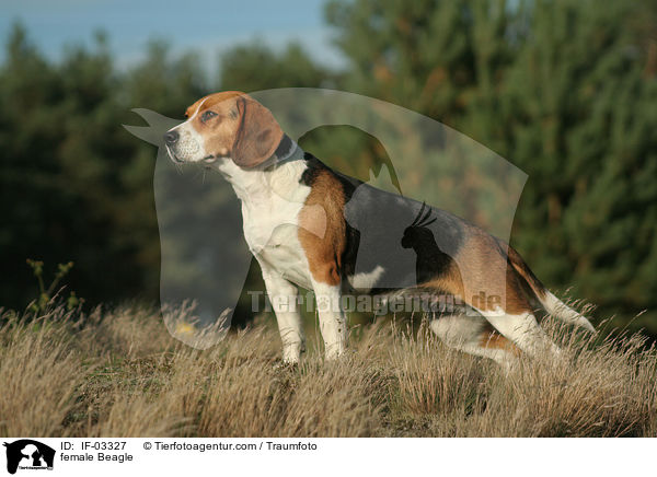 Beagle Hndin / female Beagle / IF-03327