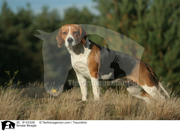 Beagle Hndin / female Beagle / IF-03328