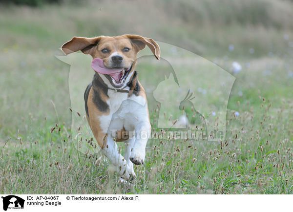 rennender Beagle / running Beagle / AP-04067