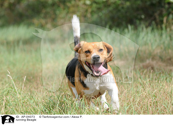 rennender Beagle / running Beagle / AP-04073