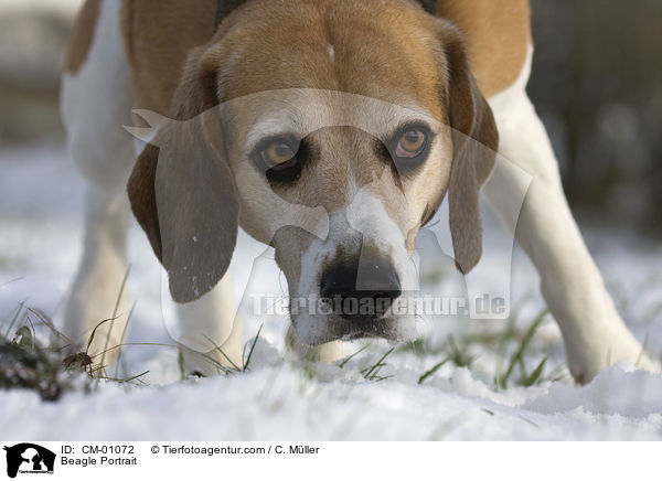 Beagle Portrait / Beagle Portrait / CM-01072