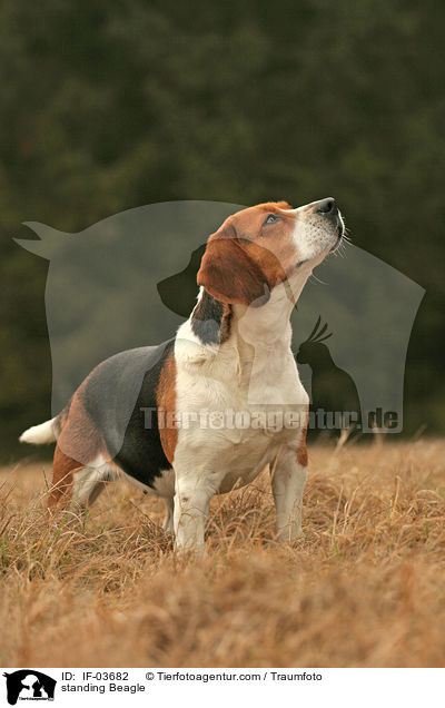 stehender Beagle / standing Beagle / IF-03682