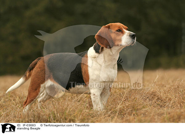 stehender Beagle / standing Beagle / IF-03683