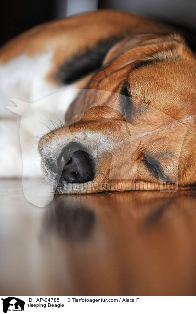 schlafender Beagle / sleeping Beagle / AP-04785