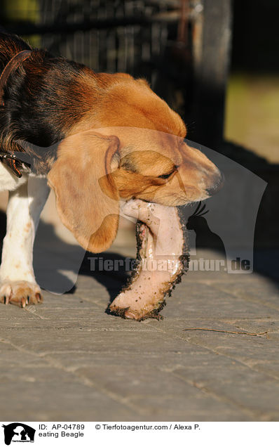 fressender Beagle / eating Beagle / AP-04789