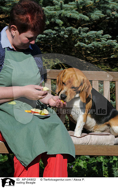 eating Beagle / AP-04802