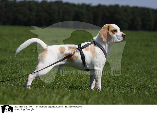 stehender Beagle / standing Beagle / BM-01716