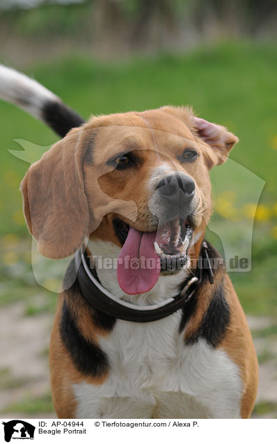 Beagle Portrait / Beagle Portrait / AP-04944