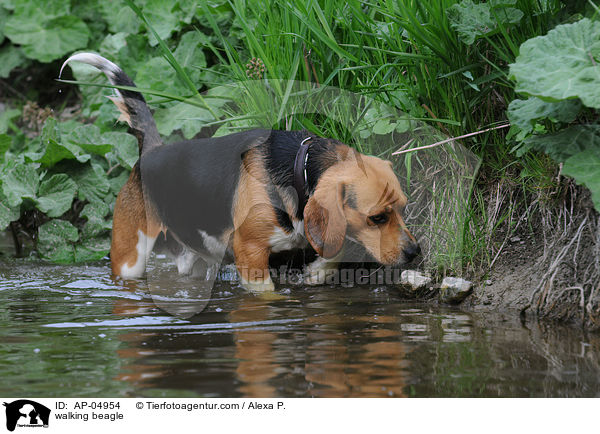 laufender Beagle / walking beagle / AP-04954