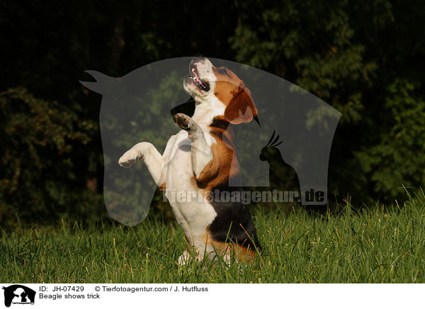 Beagle macht Mnnchen / Beagle shows trick / JH-07429