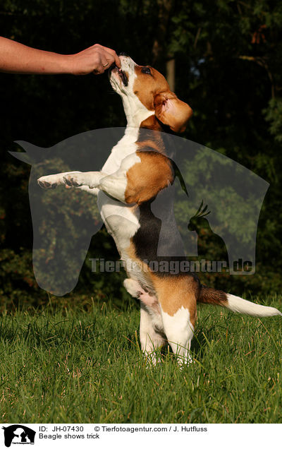 Beagle macht Mnnchen / Beagle shows trick / JH-07430