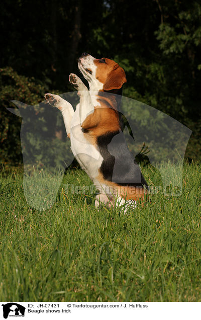 Beagle macht Mnnchen / Beagle shows trick / JH-07431