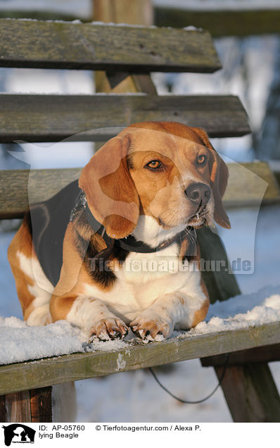 liegender Beagle / lying Beagle / AP-05760