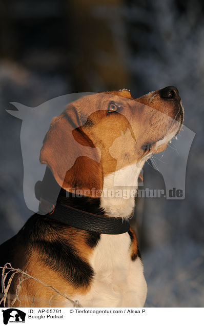 Beagle Portrait / Beagle Portrait / AP-05791