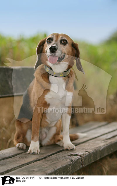 Beagle / Beagle / DJ-01444