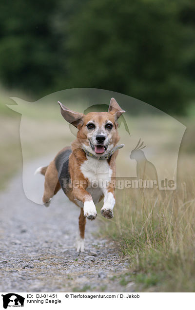 rennender Beagle / running Beagle / DJ-01451