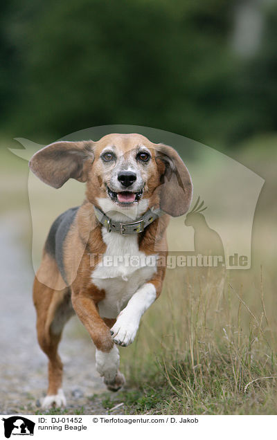 rennender Beagle / running Beagle / DJ-01452