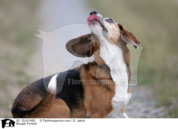 Beagle Portrait / Beagle Portrait / DJ-01460