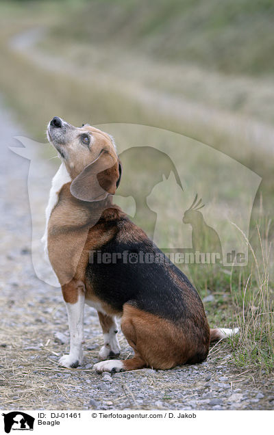 Beagle / Beagle / DJ-01461