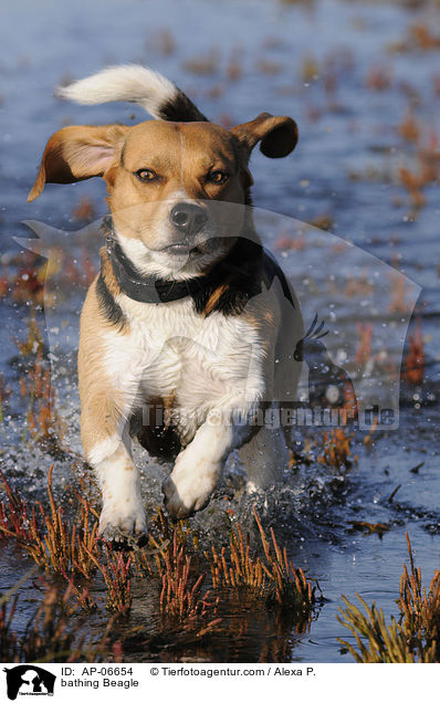 badender Beagle / bathing Beagle / AP-06654