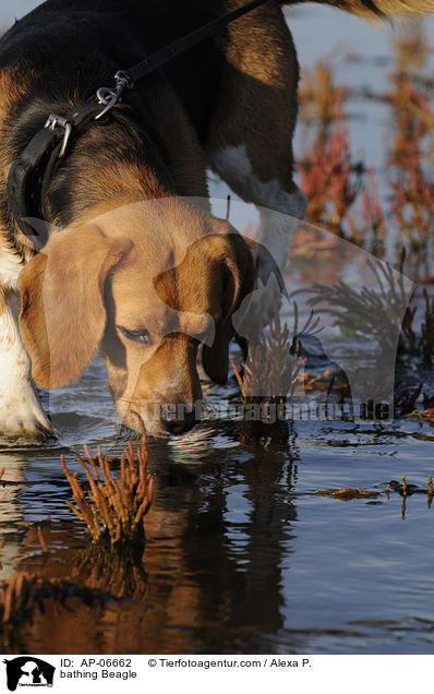 badender Beagle / bathing Beagle / AP-06662