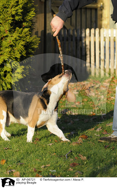 spielender Beagle / playing Beagle / AP-06721