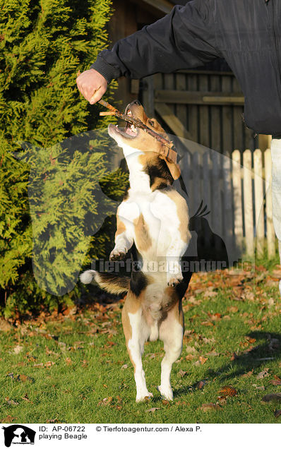 spielender Beagle / playing Beagle / AP-06722