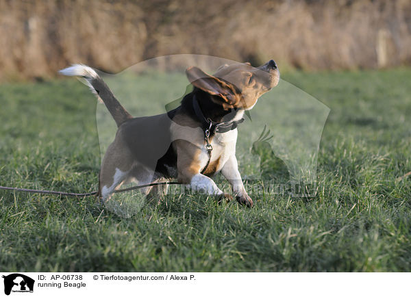 rennender Beagle / running Beagle / AP-06738