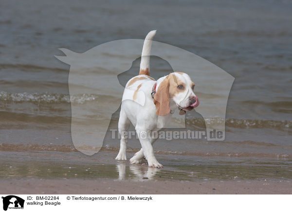 laufender Beagle / walking Beagle / BM-02284