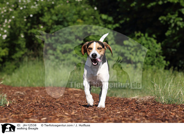 laufender Beagle / walking Beagle / JH-12538