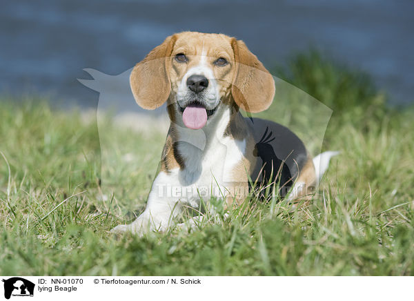 liegender Beagle / lying Beagle / NN-01070