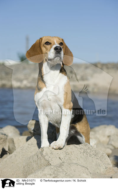 sitzender Beagle / sitting Beagle / NN-01071