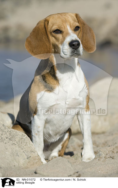 sitzender Beagle / sitting Beagle / NN-01072