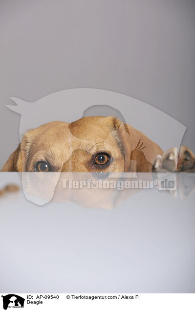 Beagle / Beagle / AP-09540