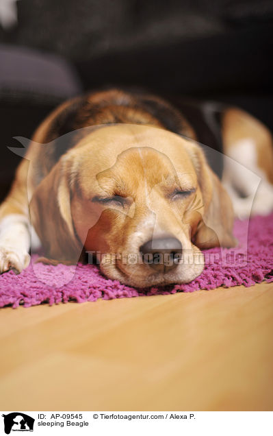 schlafender Beagle / sleeping Beagle / AP-09545