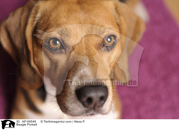 Beagle Portrait / AP-09548