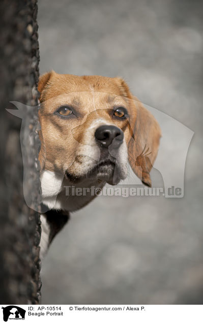 Beagle Portrait / Beagle Portrait / AP-10514